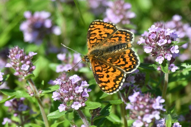 Melitaea trivia - kis tarkalepke