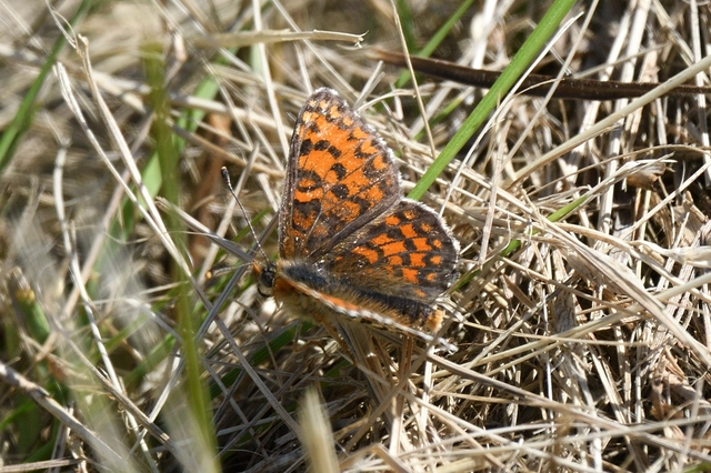 Melitaea trivia - kis tarkalepke