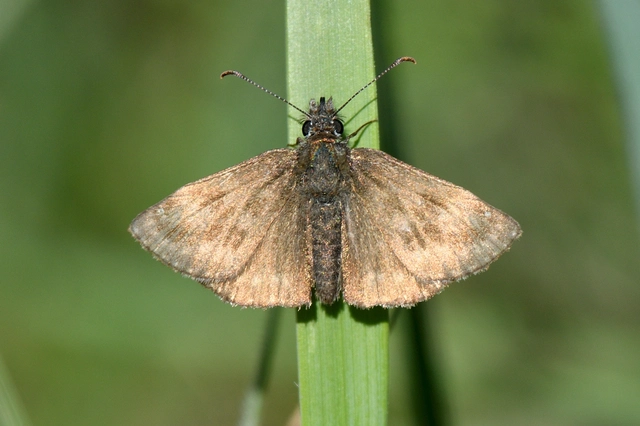 Erynnis tages - cigánylepke