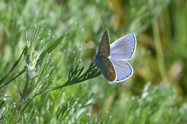 Polyommatus thersites - ibolyaszín boglárka