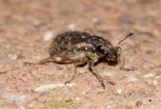 Sitona hispidulus - szőrös csipkézőbogár