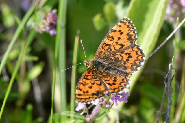 Melitaea trivia - kis tarkalepke
