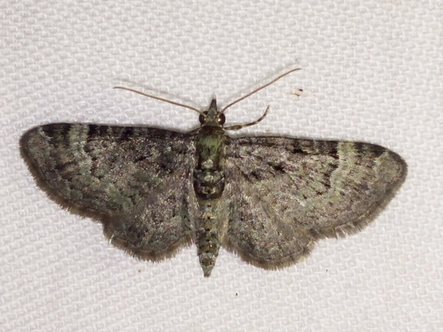 Pasiphila rectangulata - almavirág-araszoló