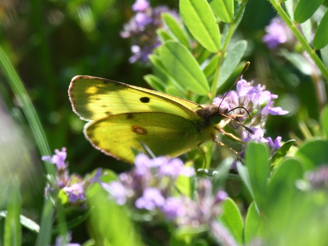 Colias hyale - kéneslepke