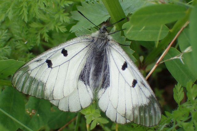 Parnassius mnemosyne - kis apollólepke