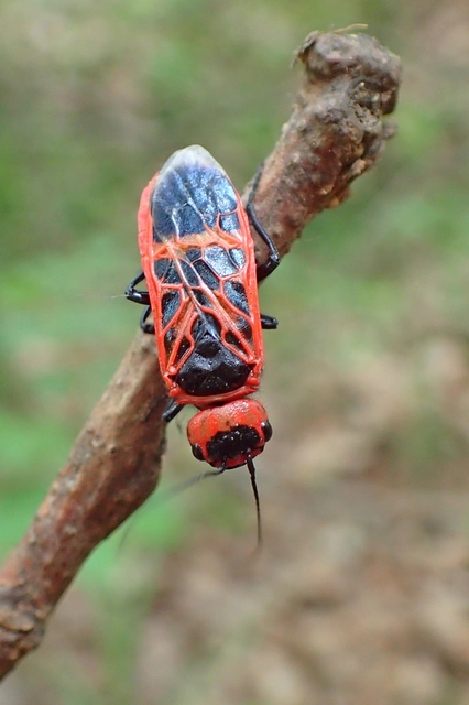 Caenolyda reticulata