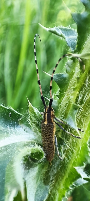 Agapanthia dahli - sárgagyűrűs bogáncscincér