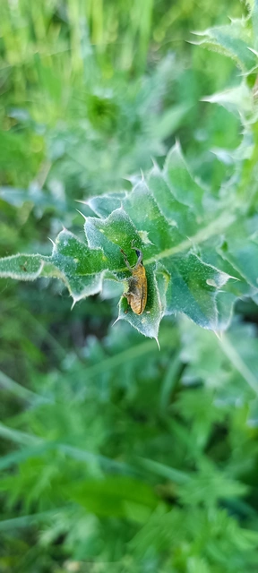 Lixus pulverulentus - mályvafúró dudvabarkó