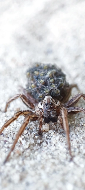 Araneae - Pókok