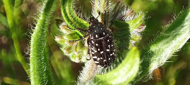 Oxythyrea funesta - sokpettyes virágbogár