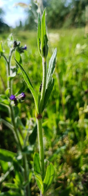 Agapanthia cardui - sávos bogáncscincér