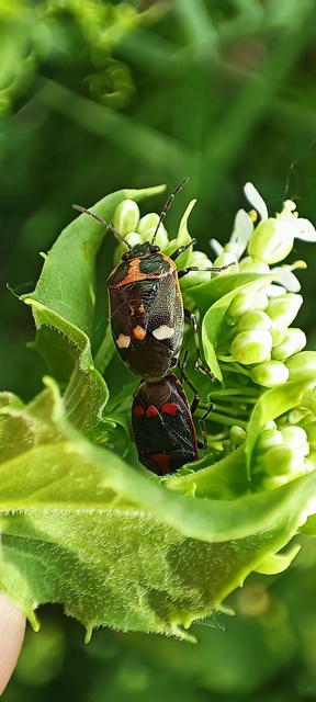 Eurydema oleracea - paréjpoloska Eurydema oleracea - paréjpoloska