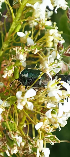 Eurydema oleracea - paréjpoloska Eurydema oleracea - paréjpoloska