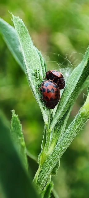 Subcoccinella vigintiquatuorpunctata - lucernaböde