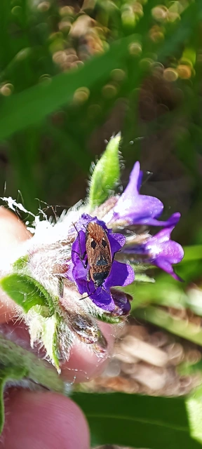 Rhyparochromidae - földibodobácsok
