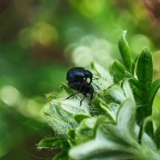 Curculionidae - ormányosbogár-félék