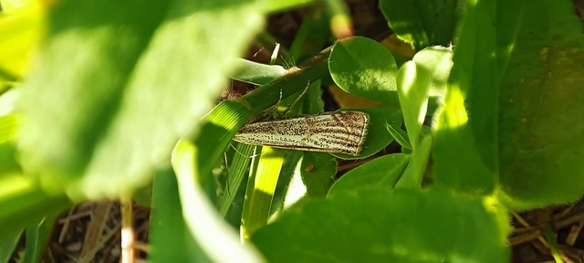 Thisanotia chrysonuchella - tavaszi fűgyökérmoly