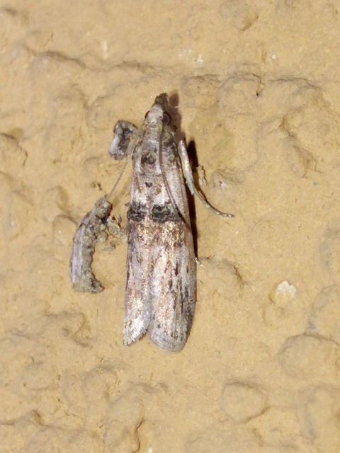 Nephopterix angustella - kecskerágó-karcsúmoly