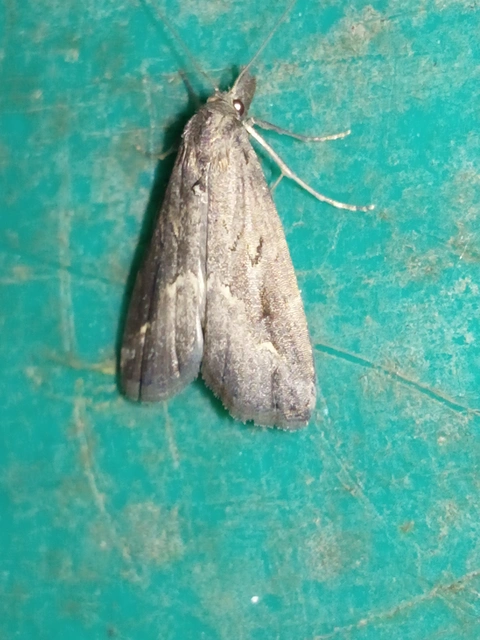 Schrankia costaestrigalis - keskenyszárnyú karcsúbagoly