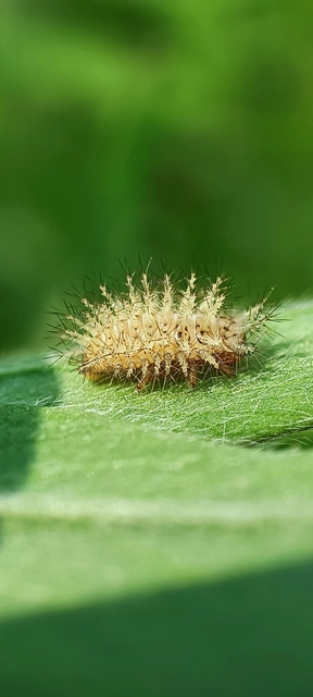 Subcoccinella vigintiquatuorpunctata - lucernaböde