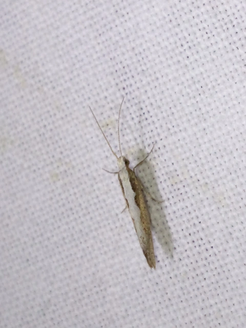 Plutella xylostella - káposztamoly
