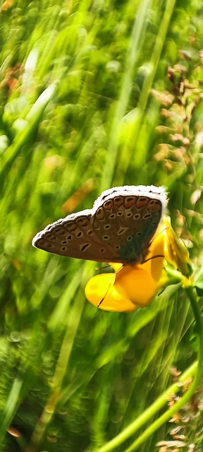 Polyommatus icarus - közönséges boglárka