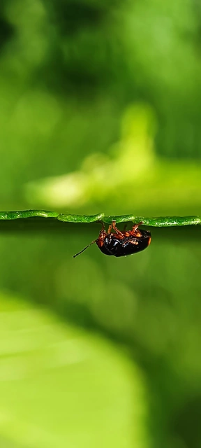Cryptocephalus chrysopus - sárgavégű zömökbogár