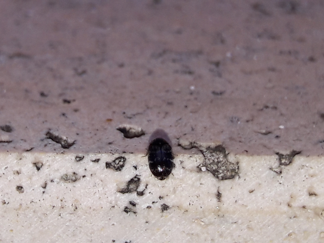 Trogoderma glabrum - fekete gabonaporva