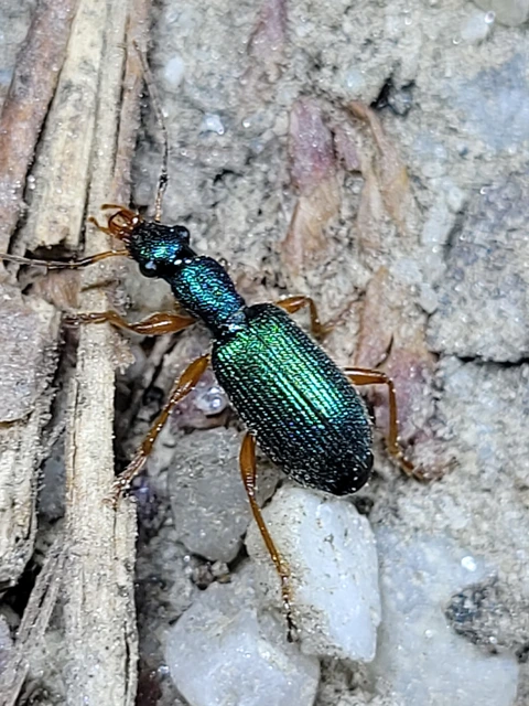 Drypta dentata - atlaszfutó