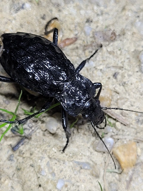 Carabus nodulosus - dunántúli vízifutrinka Carabus nodulosus - dunántúli vízifutrinka