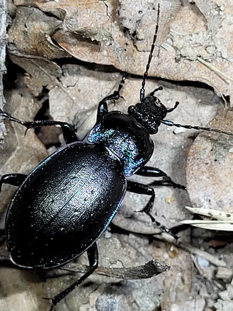 Carabus nemoralis - ligeti futrinka