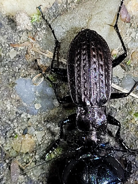 Carabus granulatus - mezei futrinka