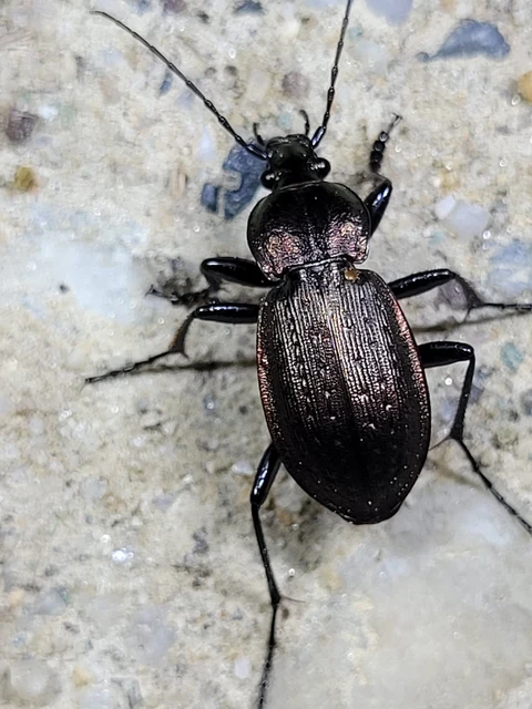 Carabus arvensis - sokszínű futrinka