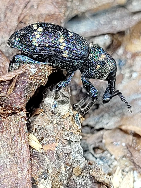 Hylobius abietis - nagy fenyvesormányos