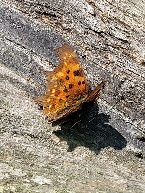 Nymphalis c-album - C-betűs lepke