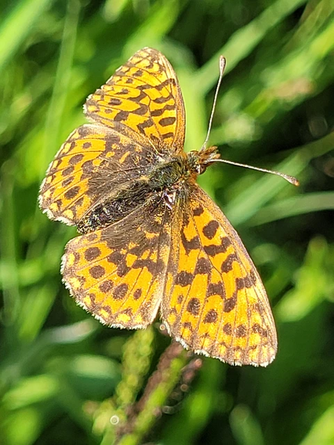 Boloria dia - kis gyöngyházlepke