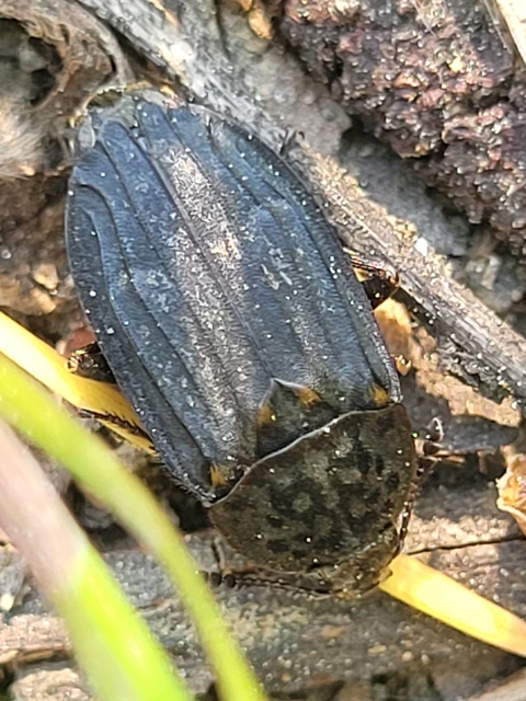 Thanatophilus sinuatus - hegyesvállú dögbogár