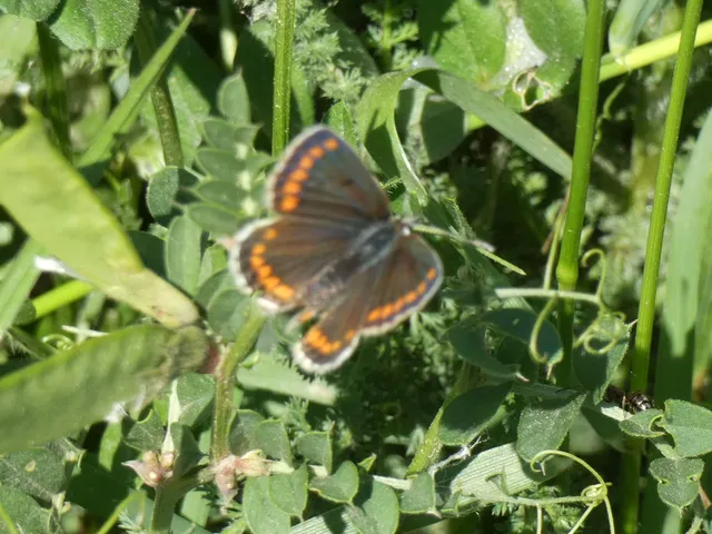 Aricia agestis - szerecsenboglárka