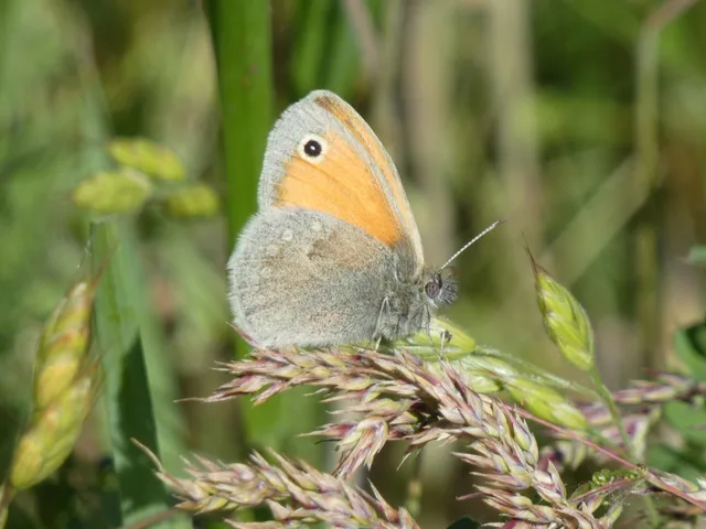 Coenonympha pamphilus - kis szénalepke