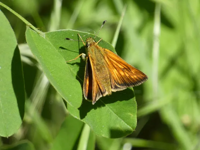 Ochlodes sylvanus - erdei busalepke