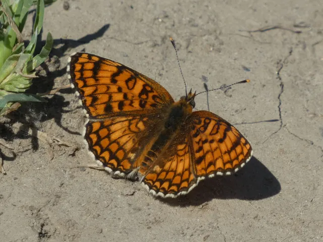 Melitaea phoebe - nagy tarkalepke