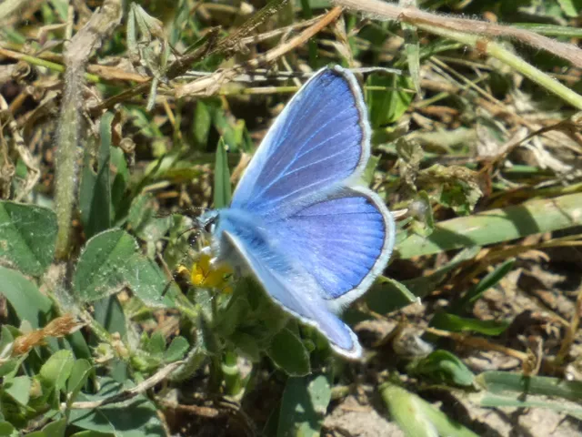 Polyommatus icarus - közönséges boglárka