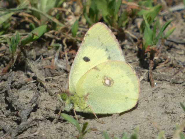 Colias erate - csángó-kéneslepke