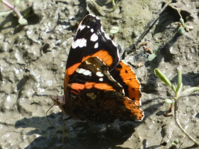 Vanessa atalanta - atalantalepke