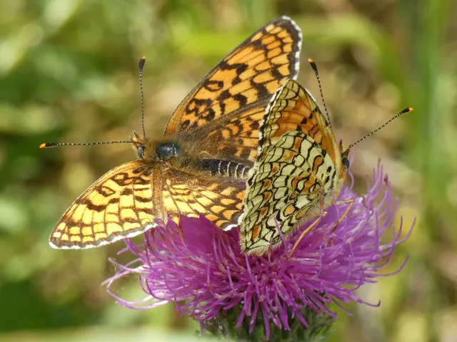 Melitaea phoebe - nagy tarkalepke