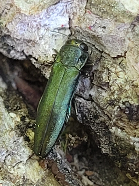 Agrilus sulcicollis - hengeres karcsúdíszbogár