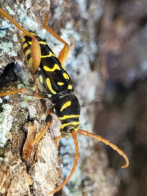 Plagionotus arcuatus - bársonyos darázscincér