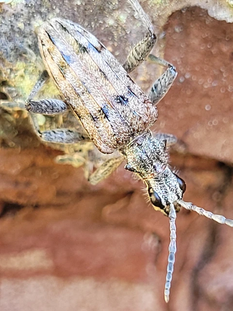Rhagium inquisitor - fenyves-tövisescincér