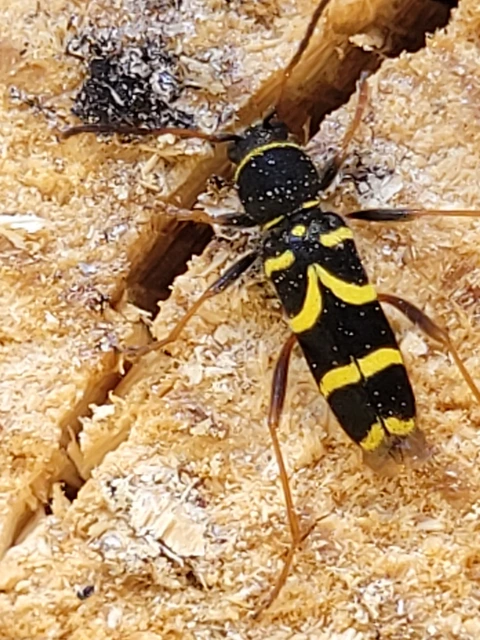 Clytus arietis - közönséges darázscincér