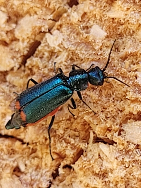 Malachius bipustulatus - kétfoltos bibircsesbogár